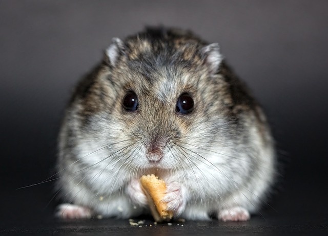 Rodent Infestation Denver: Crawl Space Cleanup &amp; Prevention Guide