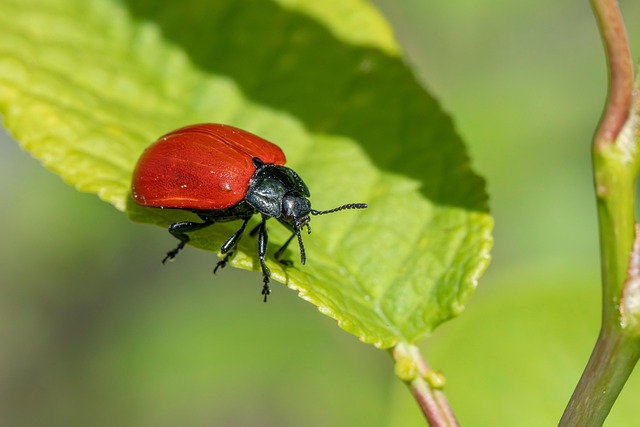 Commercial Wildlife Control Denver: Safely Managing Pests