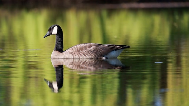 Wildlife Management