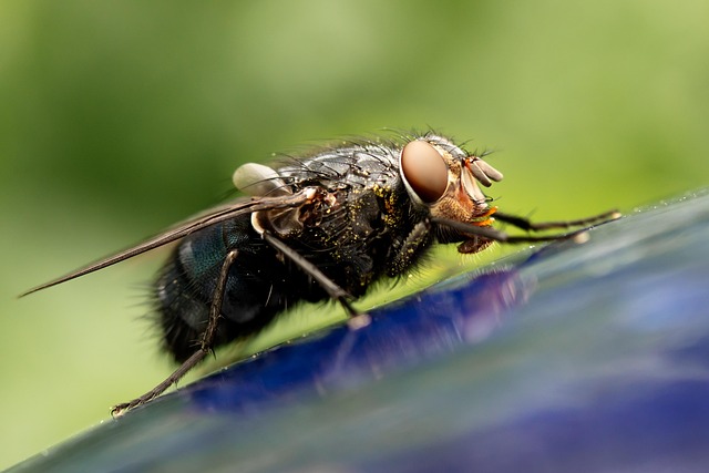 Eradicate Carpenter Ants: Denver Residential Pest Control Guide