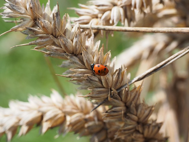 pest-control-640x480-16614884.jpeg