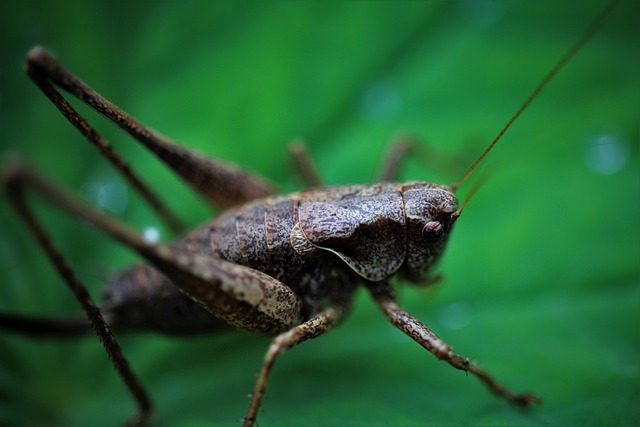 Pest Control
