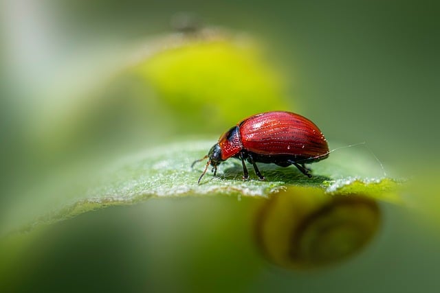 Pest Control
