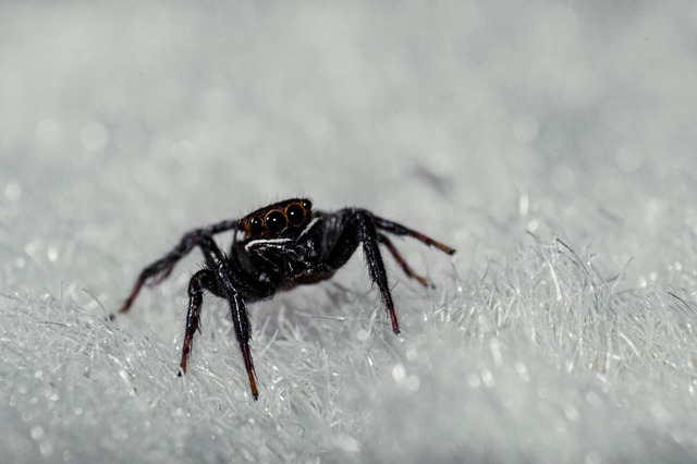 Pest Control