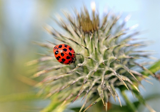 Pest Control