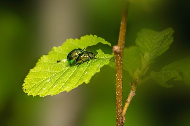 Bed Bug Treatment Denver: Natural Solutions &amp; Expert Trapping