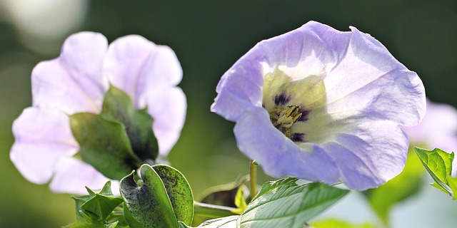 Denver Rodent Control: Fleas &amp; Ticks - Natural Prevention Strategies
