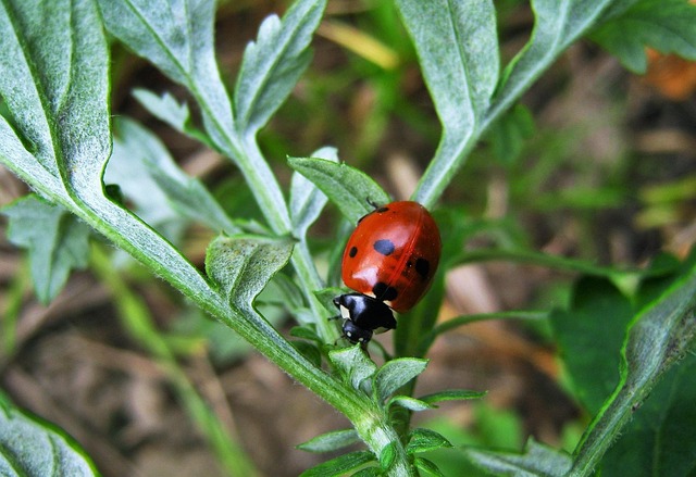 Pest Control
