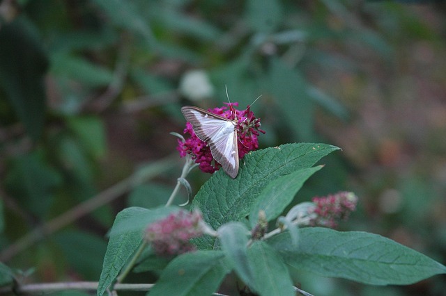 Integrated Pest Management in Denver CO: Effective Natural Solutions