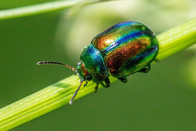 pest-control-640x480-62173951.jpeg
