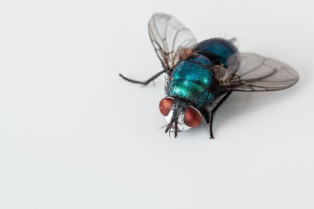 Bed Bug Treatment Denver: Expert Strategies for Monitoring and Control