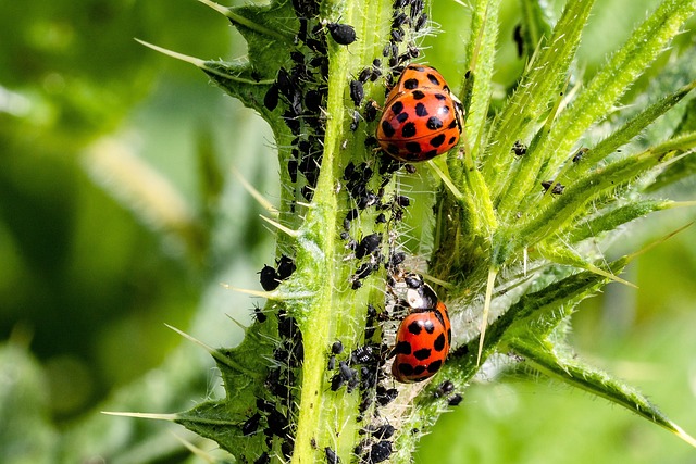 Eradicate Carpenter Ants: Denver Residential Pest Control Guide