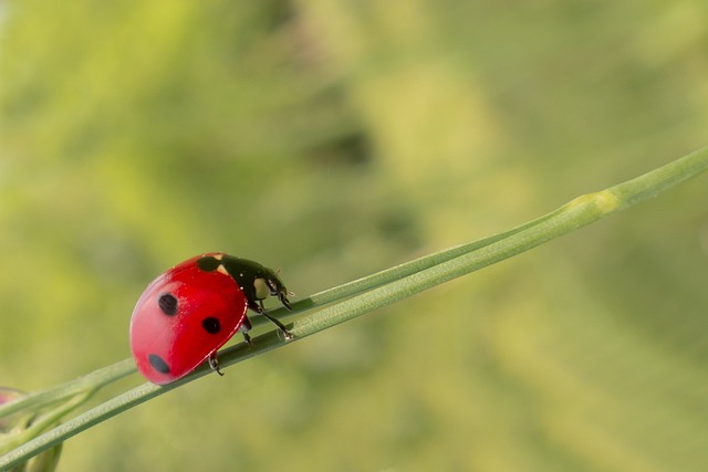 Eco-Friendly Mosquito Control: Denver's Strategies for a Better Environment