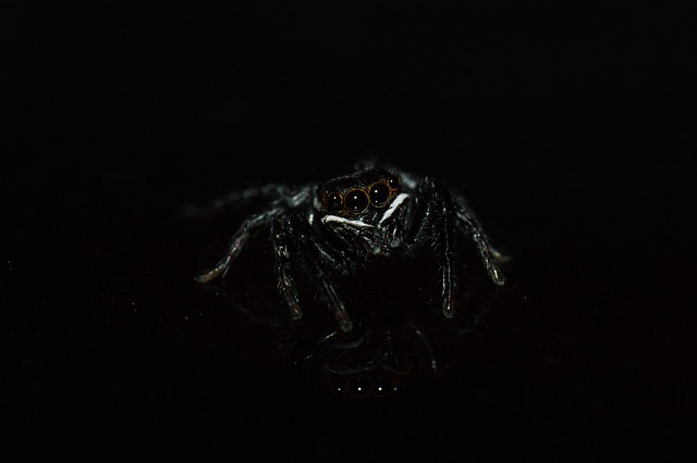 Pest Control