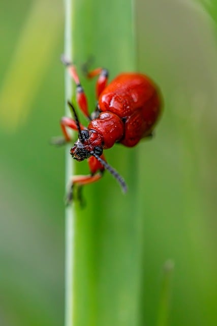 pest-control-640x480-85135711.jpeg