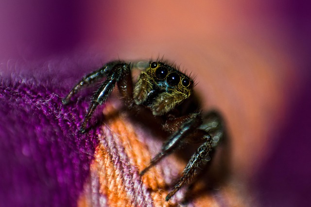 Bed Bug Treatment Denver: Crack &amp; Crevice Solutions, Prevention