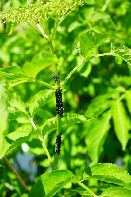 Commercial Pest Management: Denver Quarterly Maintenance Plans