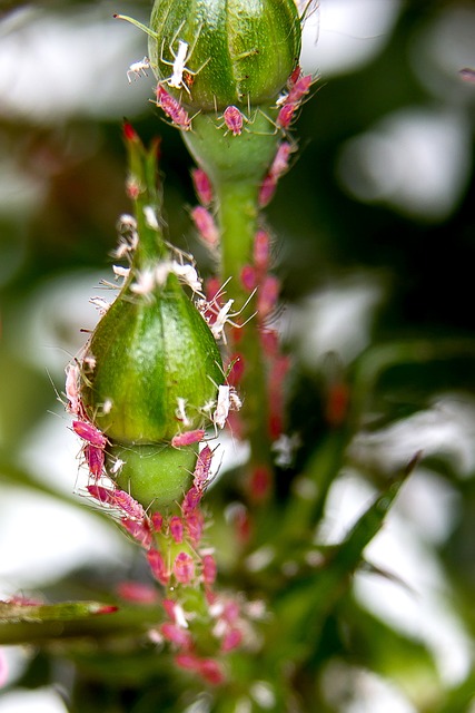 pest-control-640x480-95524271.jpeg