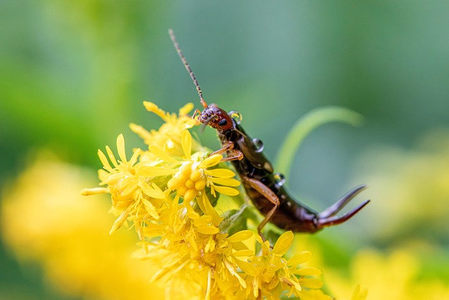 Pest Control