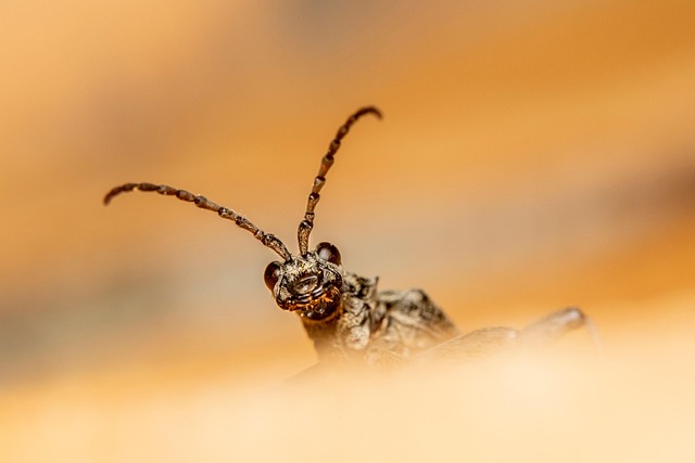 Pest Control