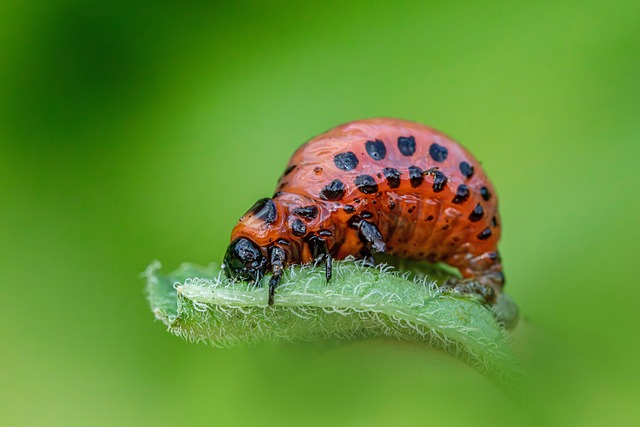Pest Monitoring