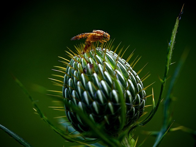 Pest Monitoring