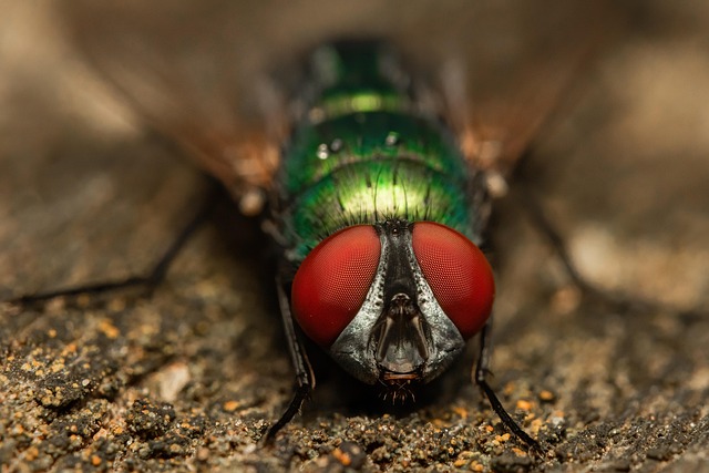 Pest Monitoring