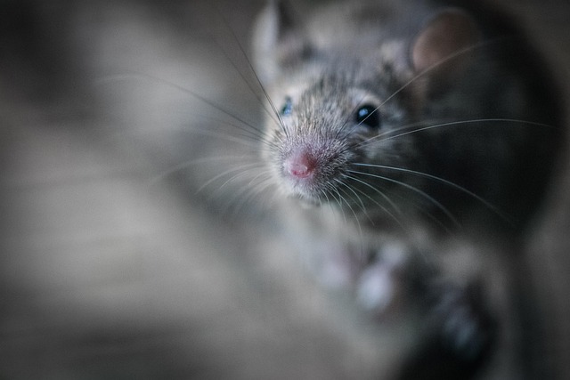 Pest Monitoring