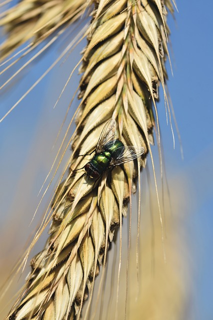 Pest Monitoring