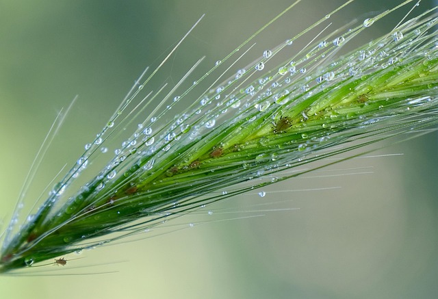 Pest Monitoring