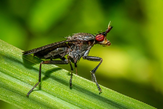 Pest Monitoring