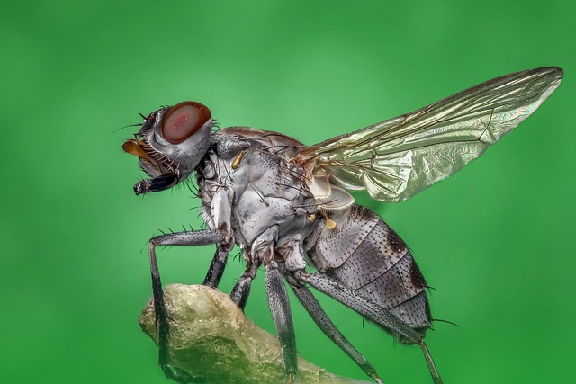 Pest Monitoring