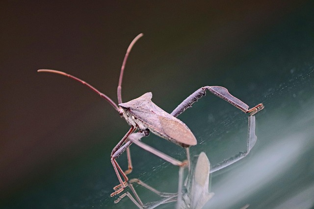 Pest Monitoring