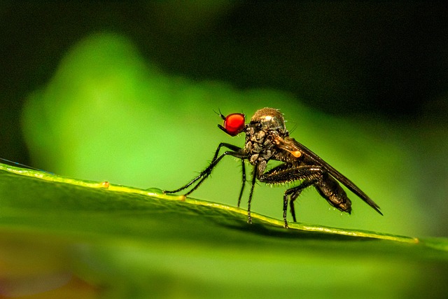 Pest Monitoring