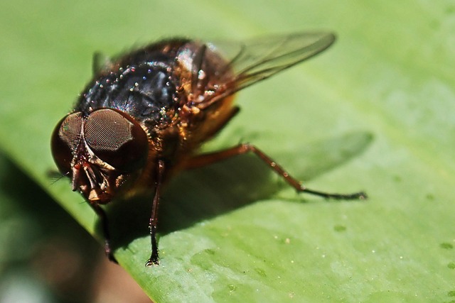 pest-monitoring-640x480-50011171.jpeg