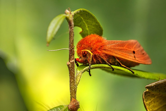 Pest Monitoring