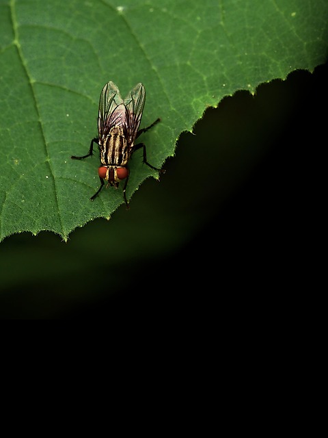 Pest Monitoring