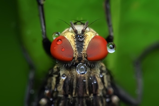 Pest Monitoring