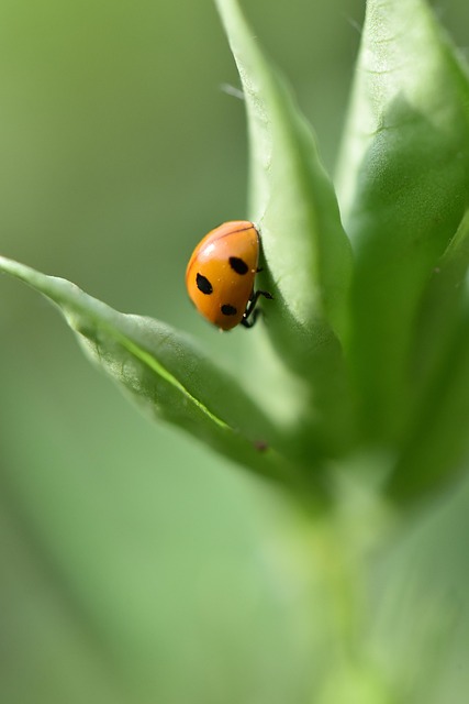 Pest Monitoring