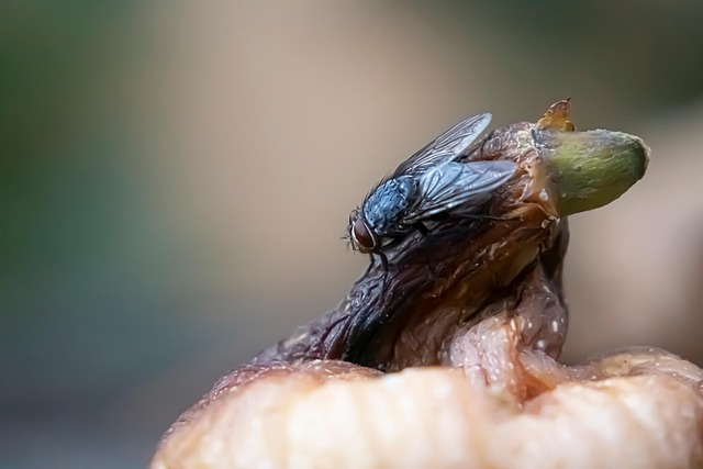 pest-monitoring-640x480-8362665.jpeg