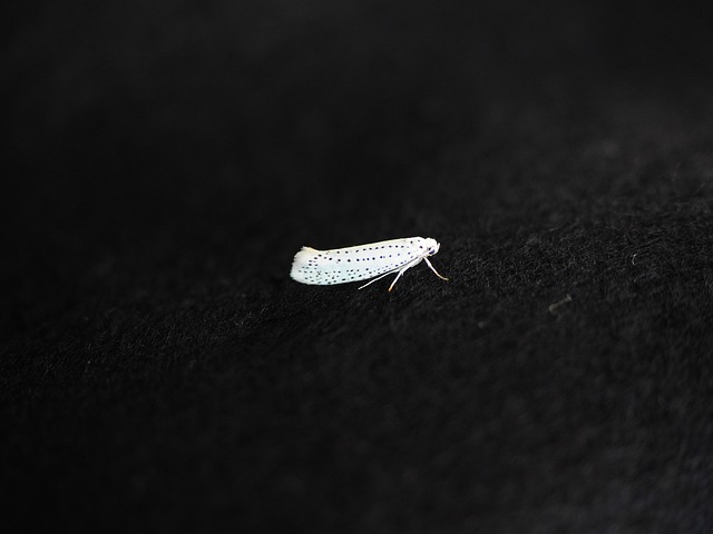 Pest Monitoring