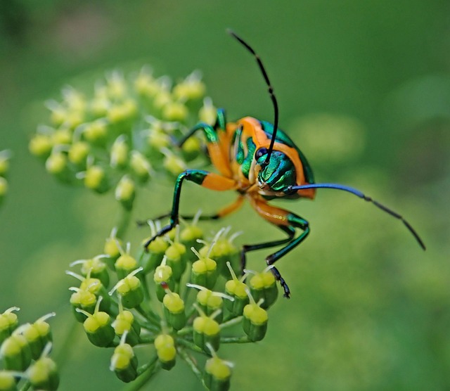 Pest Monitoring