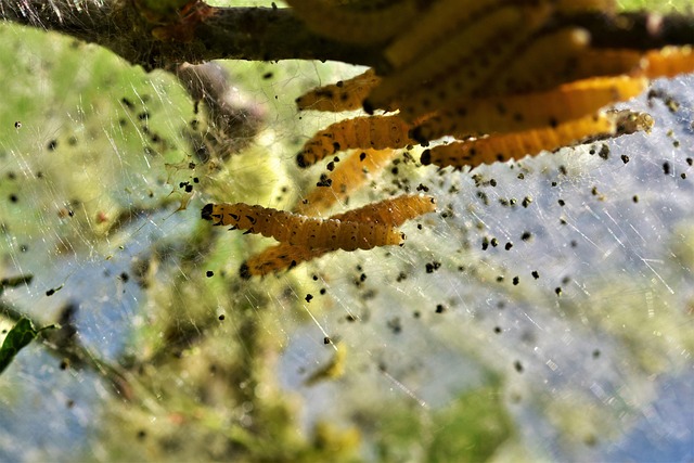 Pest Monitoring