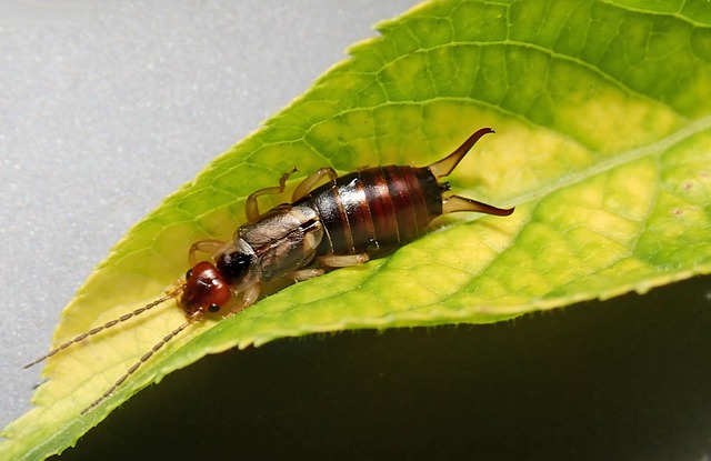 Pest Monitoring