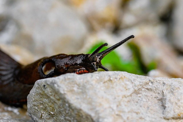Pest Monitoring