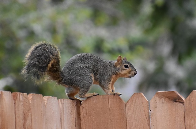 Rodent Control