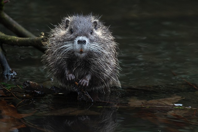 Natural Pest Control &amp; Prevention in Denver CO Properties