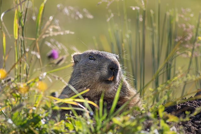 Denver Rodent Service: Effective Management for Multi-Family Properties