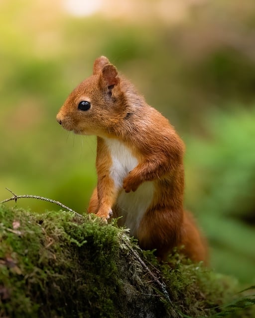 Rodent Control