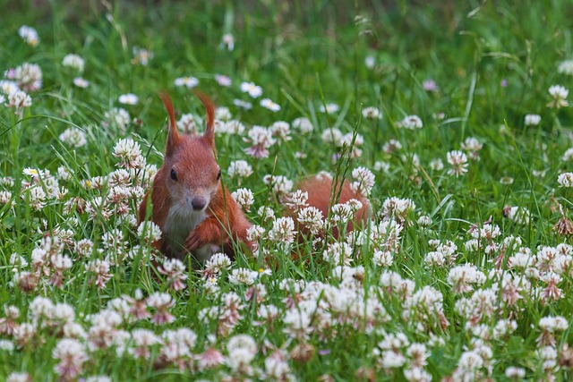 Rodent Control Denver: Effective Gnaw-Proof Barrier Installation Tips